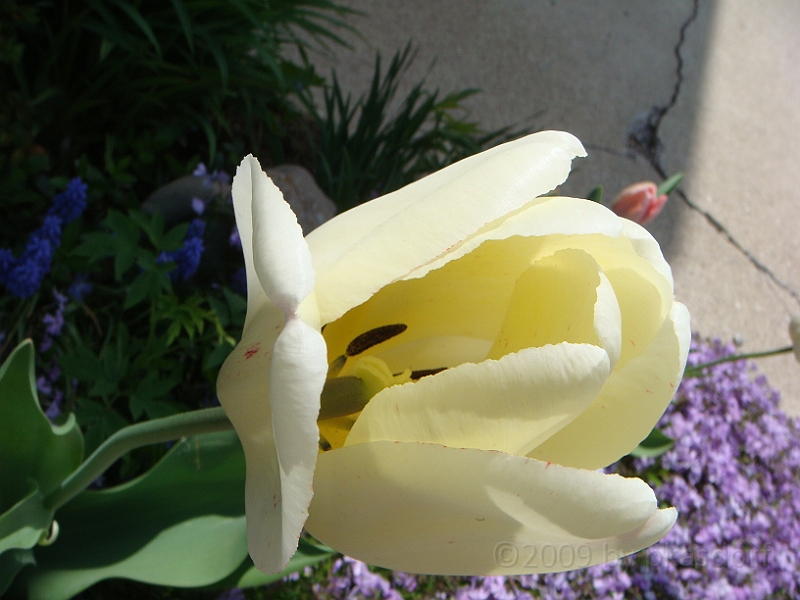 82 Nancy's Garden [2009 May 10].JPG - Nancy's Garden.